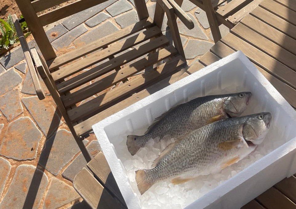 מוסר ים טרי על קרח