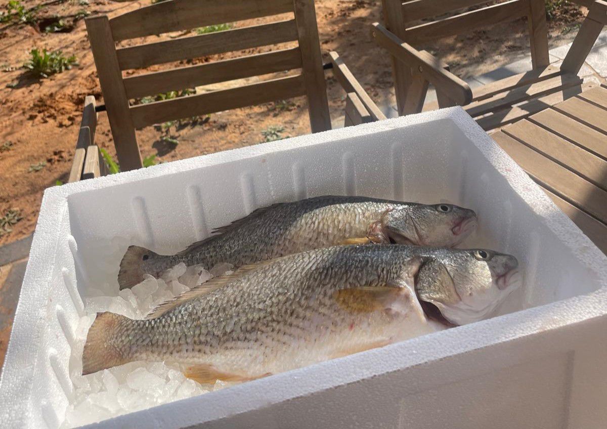 פילה מוסר ים