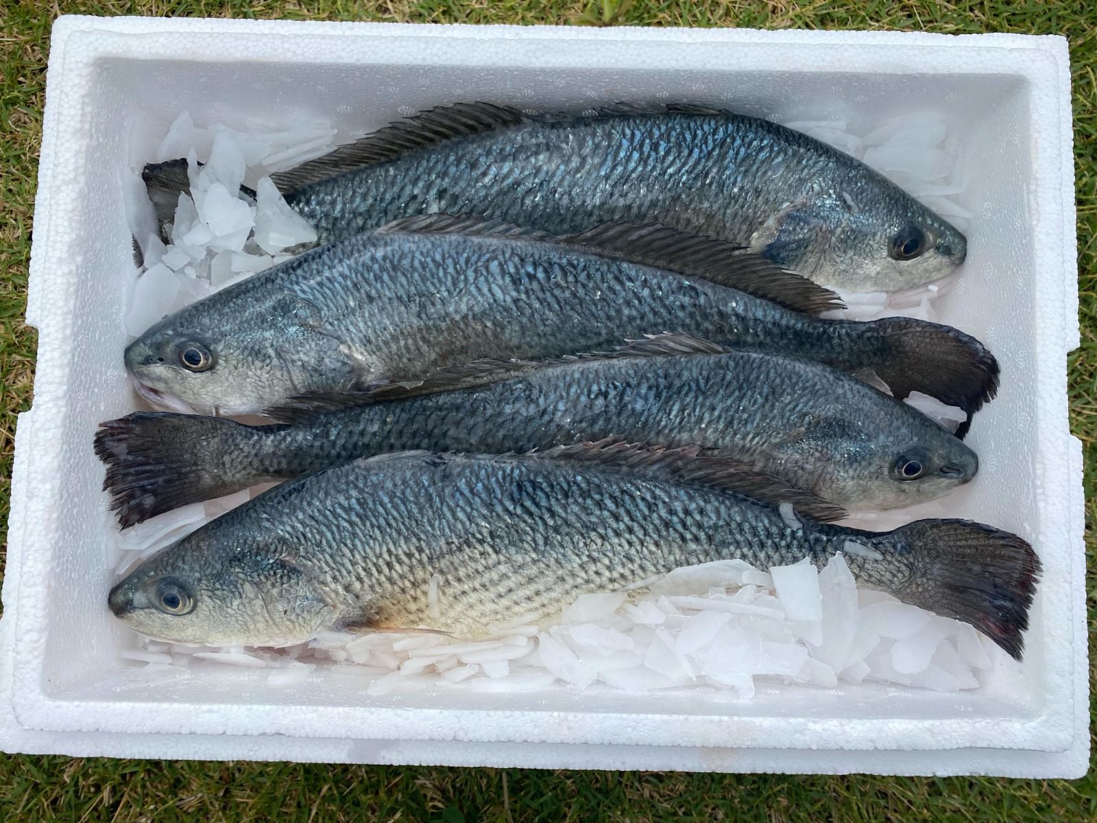 סשימי מוסר ים